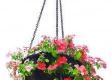 Nawozimy rośliny balkonowe. Nawozimy rośliny balkonowe.