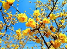 Odmiana 'luteus' wyróżnia się intensywnie żółtymi płatkami. Odmiana 'luteus' wyróżnia się intensywnie żółtymi płatkami.