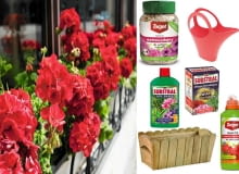 Pelargonie, najpopularniejsze rośliny balkonowe Najbardziej popularne rośliny na balkon, pelargonie