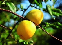 Nie należy mylić pigwy z pigwowcem - to nie jest to samo.