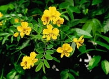 Kwiaty kasji baldachogroniastej mają ok. 2 cm średnicy. Rozwijają się na końcach łodyg i lekko przewisają. KASJA BALDACHOGRONIASTA CASSIA SENNA CORYMBOSA STRACZYNIEC ROSLINA DONICZKOWA TARASOWA BALKONOWA FOT. PAWEL SLOMCZYNSKI / AGENCJA GAZETA SLAJD MALY PUBLIKACJA KWIETNIK NR 8 (104) - 8.2003 SLOWA KLUCZOWE: ROSLINY KWIATY ZDJĘCIE DO WKŁADKI: PUBLIKACJA KWIETNIK NR 8 (104) - CZASOPISMA