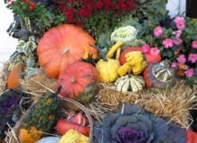 Dekoracje z dyniami