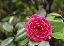 Kamelię nawozimy w dwóch terminach: od kwietnia do maja i od sierpnia do połowy października odżywką do gatunków kwasolubnych.