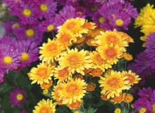 USTAWIENIE CHRYZANTEM w dużym zagęszczeniu sprzyja zakażeniom askochytozą i szarą pleśnią.