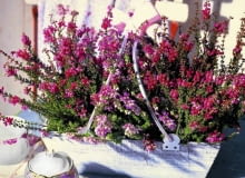 Wrzośce zaraz po kwitnieniu powinny być przycinane, aby w następnym roku całe pędy były obsypane kwiatami (w przeciwieństwie do okazów na tym zdjęciu).