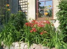 Ela i Andrzej Orłowowie mieszkają we wsi Psurze pod Kutnem. Mają tu plantację aronii i opiekują się własnym ogrodem, 'który nie zna chemii' Ela i Andrzej Orłowowie mieszkają we wsi Psurze pod Kutnem. Mają tu plantację aronii i opiekują się własnym ogrodem, 'który nie zna chemii'