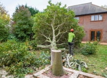 Wycinka drzew na działce - zmiany w przepisach