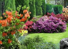 Rabata azaliowa obsadzona odmianami o różnym terminie kwitnienia może stanowić ozdobę ogrodu przez ponad 2 miesiące. 14.05.2003 TYNIEC MALY NIEDALEKO WROCLAWIA WOJEWODZTWO DOLNOSLASKIE OGROD PRYWATNY WLASNOSC PANI URSZULA DAWID KRZEWY LISCIASTE AZALIA RHODODENDRON KWIATY TRAWNIK FOT PAWEL SLOMCZYNSKI / AGENCJA GAZETA PUBLIKACJA PO UZYSKANIU AKCEPTACJI REDAKCJI KWIETNIKA SLOWA KLUCZOWE: