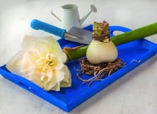 Cebulę hippeastrum możemy podzielić tylko w okresie spoczynku, gdy roślina nie ma liści i nie kwitnie.