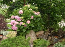 13.07.2003 SWIDNICA WOJEWODZTWO DOLNOSLASKIE OGROD PRYWATNY KOLEKCJONERA ROSLIN PANA ZDZISLAWA CHLEBICKIEGO ZDZISLAW CHLEBICKI KRZEWY LISCIASTE HYDRANGEA HORTENSJA KAMIEN