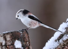 Raniuszek (Aegithalos caudatus) Raniuszek (Aegithalos caudatus)