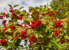 Kalina koralowa Viburnum opulus