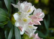 Różanecznik 'Album Novum' Różanecznik 'Album Novum'