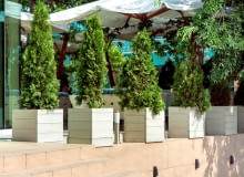 Iglaki w doniczkach - jak je pielęgnować? Iglaki w doniczkach - jak je pielęgnować?