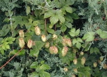 Chmiel zwyczajny (Humulus lupulus)