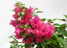 07.08.2002 WARSZAWA - PORADNIK DOMOWY - KWIATY - BUGENWILLA FOT. BRUNO FIDRYCH / AGENCJA GAZETA