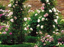 Odmiana 'St. Swithun Climbing' to róża pnąca. Osiąga około 2,5 m długości. Nadaje się do sadzenia przy bramkach i trejażach Odmiana 'St. Swithun Climbing' to róża pnąca. Osiąga około 2,5 m długości. Nadaje się do sadzenia przy bramkach i trejażach