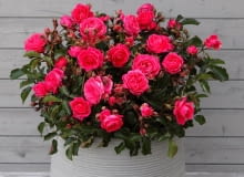 Róża ‘Moin Moin’® Róża ‘Moin Moin’®