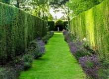 Żywopłot z lawendy