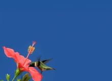 Jedna roślina i aż trzy nazwy: ketmia, hibiskus, róża chińska. Jej pięknie ubarwione kwiaty - niczym baśniowej paproci - żyją tylko jeden dzień. Ale w odróżnieniu od nich gdy jedne przekwitają, zwykle pojawiają się następne. I tak od wiosny do późnej jesieni. <BR />W warunkach naturalnych, czyli w tropikalnych rejonach Chin, ketmia dorasta nawet do 5 metrów; odmiany doniczkowe, o zwartym pokroju, mają wysokość zaledwie 30-40 cm (ale po kilku miesiącach pędy powinny wystrzelić w górę - do 1-1,5 m). Roślina ta nie bez powodu znalazła się w godle stanu Hawaje i została uznana za narodowy kwiat Korei Południowej oraz symbol Malezji. Ceniona jest bowiem nie tylko ze względu na urodę kwiatów, ale i na właściwości lecznicze: obniża ciśnienie krwi, łagodzi podrażnienia, jest źródłem witaminy C, poprawia kondycję serca. Wszystkim polecamy więc pyszną herbatkę z hibiskusa! Kwiaty ketmii mogą mieć nawet 15 cm średnicy. Ze środka kwiatu wystaje charakterystyczny słupek z czerwonymi znamionami i żółtymi pylnikami.