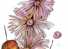 Chryzantemy ogrodowe są w pełni odporne na mróz, ale odmiany doniczkowe tworzące kuliste kępy wymagają okrycia, gdy zapowiadane są nocne przymrozki Chryzantemy ogrodowe są w pełni odporne na mróz, ale odmiany doniczkowe tworzące kuliste kępy wymagają okrycia, gdy zapowiadane są nocne przymrozki