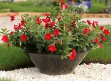 Sundaville (Dipladenia) Red 09.09.2005 TYCHY , PLANTPOL TARGI , KWIATY