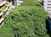 Porto Alegre - RS, 02/06/2006 A 22? Semana do Meio Ambiente de Porto Alegre tem abertura oficial nesta segunda-feira, 05, e, na solenidade, o Prefeito Jos? Foga?a e o secret?rio do Meio Ambiente, Beto Moesch, assinam um decreto que transforma a Rua Gon?alo de Carvalho em patrim?nio cultural, hist?rico e ecol?gico. Foto: Ricardo Stricher / PMPA Fotos de Divulga??o Assessoria de Comunica??o Prefeitura de Porto Alegre