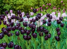 Tulipanowy duet: na pierwszym planie jedna z najciemniejszych odmian tych kwiatów, 'Queen of night'. Tulipanowy duet: na pierwszym planie jedna z najciemniejszych odmian tych kwiatów, 'Queen of night'.