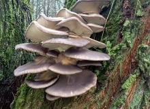 Boczniak ostrygowaty Boczniak ostrygowaty