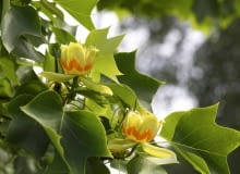 Kwiaty tulipanowca są piękne i mają formę zbliżoną do kwiatów tulipana, ale ukryte wśród liści wysoko w koronie drzewa zwykle nie rzucają się w oczy 30.05.2007 LONDYN HOLLAND PARK