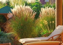 Miskant chiński 'Yakuschima Dwarf' chroni miejsce wypoczynku przed wiatrem i wzrokiem ciekawskich. Miskant chiński 'Yakuschima Dwarf' chroni miejsce wypoczynku przed wiatrem i wzrokiem ciekawskich.