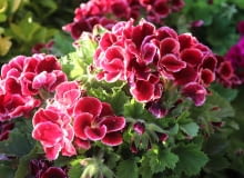 Pelargonia angielska