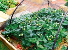 Siatka zapewnia dojrzewającym owocom ochronę przed ptakami. Siatka zapewnia dojrzewającym owocom ochronę przed ptakami.