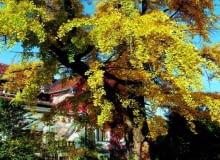 Miłorząb ma same zalety: jest odporny ma niskie temperatury, suszę, szkodniki i zasoleie gleby Miłorząb ma same zalety: jest odporny ma niskie temperatury, suszę, szkodniki i zasoleie gleby