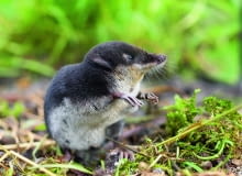 Rzęsorek rzeczek to ssak żerujący w oczku wodnym. Gdy złapie rybę, poraża ją substancjami zawartymi w ślinie. p?U30CtjCQ)kNVn5Y`7PB