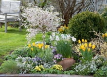 Prunus incisa Feburary Pink ( Zierkirsche ), Tulipa Yellow Flight ( Tulpen ), Buxus ( Buchs ), Corylopsis ( Scheinhasel ), Viola cornuta Etain ( Hornveilchen ), Calamagrostis ( reitgras ), Lobularia Snow Princess ( Duftsteinrich ), Primula Belarina Butter Yellow ( Gefllte Primeln ), Alchemilla ( Frauenmantel ), Topf mit Narcissus Poeticus ( Poetaz-Narzissen, Dichternarzissen ) und Viola cornuta ( Hornveilchen ) im Beet, Bank im Hintergrund