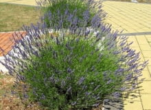 shutterstock/InavanHateren