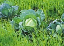 Kapusta rośnie na młodym zbożu, które po zbiorze warzyw zostanie przekopane z ziemią jako zielony nawóz. Kapusta rośnie na młodym zbożu, które po zbiorze warzyw zostanie przekopane z ziemią jako zielony nawóz.