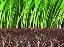 Warstwa próchnicy w glebie zatrzymuje zapas wody i składników mineralnych w postaci dostępnej dla korzeni. Warstwa próchnicy w glebie zatrzymuje zapas wody i składników mineralnych w postaci dostępnej dla korzeni.