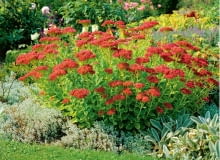 Sedum spectabile Brilliant, Orpin Brilliant, (Showy Stonecrop Brilliant, Ice Plant Brilliant), Crassulaceae, Vivace caduque, Mellifre, Origine horticole, Septembre