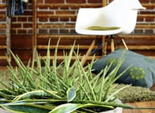 Propozycja 'bukietu' do nowoczesnych wnętrz - kilka sansewierii cylindrycznych przybranych liśćmi sansewierii gwinejskiej Propozycja 'bukietu' do nowoczesnych wnętrz - kilka sansewierii cylindrycznych przybranych liśćmi sansewierii gwinejskiej