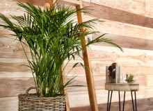 Palma Areka Palma Areka