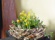 KOMPOZYCJA FLORYSTYCZNA POGRZEBOWA WIENIEC WYKONANO Z MIEDZIANEJ SIATKI W KTOREJ UMIESZCZONO ROSLINY KWIATY KROKUSY , SZAFIRKI , NARCYZY , PEDY SKRZYPU , WIERZBY , DERENIA , SUSZONE LISCIE MAGNOLII ARANZACJA ROBERT MILKOWSKI FOT. LUKASZ ZANDECKI PUBLIKACJA BUKIETY NR 1 (40) - WIOSNA 2008