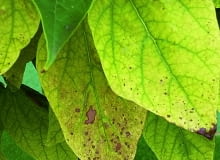 Objawy chorób na liściach surmii (zwanej także katalpą) Objawy chorób na liściach surmii (zwanej także katalpą)