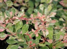 Berberis thunbergii 'Starburst' Berberis thunbergii 'Starburst'