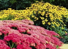 09.2001 ZOMERHOF HOLANDIA N/Z RABATA BYLINOWA RUDBEKIA BLYSKOTLIWA RUDBECKIA FULGIDA ODMIANA GOLDSTRUM BYLINA ROZCHODNIK OKAZALY SEDUM SPECTABILE ODMIANA AUTUMN JOY SUKULENT JESIEN FOT. PAWEL SLOMCZYNSKI / AGENCJA GAZETA SLAJD DUZY PUBLIKACJA KWIETNIK NR 11 (107) - 11.2003 SLOWA KLUCZOWE: ROSLINY ZDJĘCIE DO WKŁADKI: PUBLIKACJA KWIETNIK NR 11 (107) - CZASOPISMA