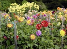 Wysokim daliom nie grozi już wyłamanie, bo otoczono je kołkami i obwiązano sznurkiem. Wysokim daliom nie grozi już wyłamanie, bo otoczono je kołkami i obwiązano sznurkiem.