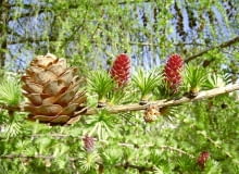 Modrzew europejski (Larix decidua). Jego szyszki mają 2-4 cm długości i otwierają się na wiosnę następnego roku, kiedy na pędach pojawiają się już nowe igły i purpurowe kwiaty żeńskie