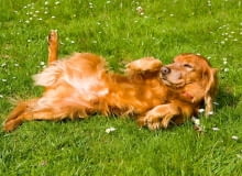 W każdym 'ogrodzie pod psem' powinien się znaleźć trawnik; pies będzie mógł się wybiegać i będzie spokojniejszy. W każdym 'ogrodzie pod psem' powinien się znaleźć trawnik; pies będzie mógł się wybiegać i będzie spokojniejszy.