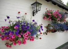 Kwiaty balkonowe. Różowe i fioletowe surfinie, czerwona zwisająca werbena i niebieska lobelia